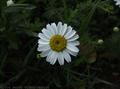 ox-eye daisy